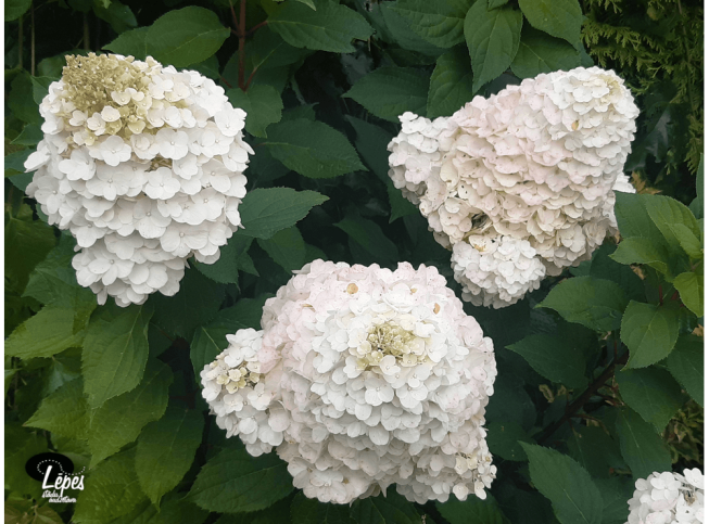 Hydrangea paniculata   'Magical Mont Blanc' = 'Kolmamon'